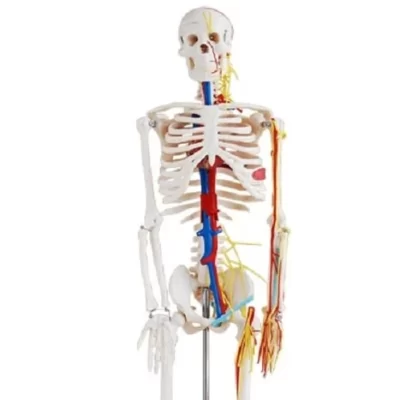 85-cms-skeleton-with-nerves-and-blood-vessels-500x500
