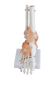 FOOT JOINT MODEL WITH LIGAMENT