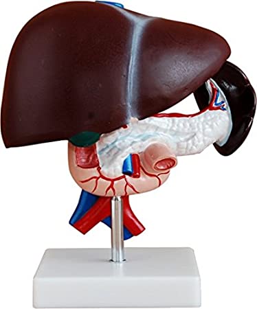 MODEL OF LIVER, PANCREAS AND DUODENUM
