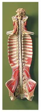 SPINAL CORD IN SPINAL CANAL