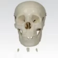 adult-skull-life-size-500x500