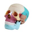 colored-skull-model-500x500-1