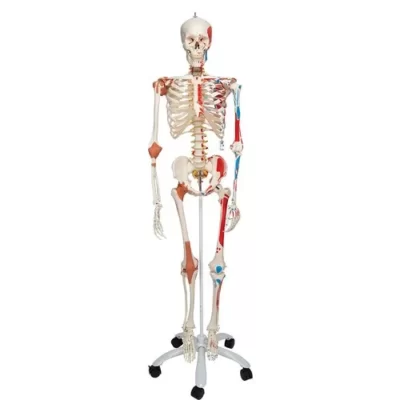 human-skeleton-with-ligaments-painted-muscles-500x500