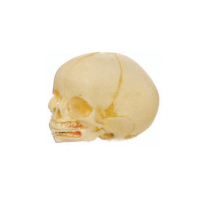 infant-skull-model-500x500