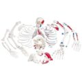 ns-full-body-skeleton-models-anatomical-model-disarticulated-full-skeleton-painted-muscles-13868266848330_600x_crop_center