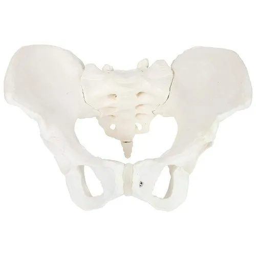 xc-124-adult-female-pelvis-500x500 (1)